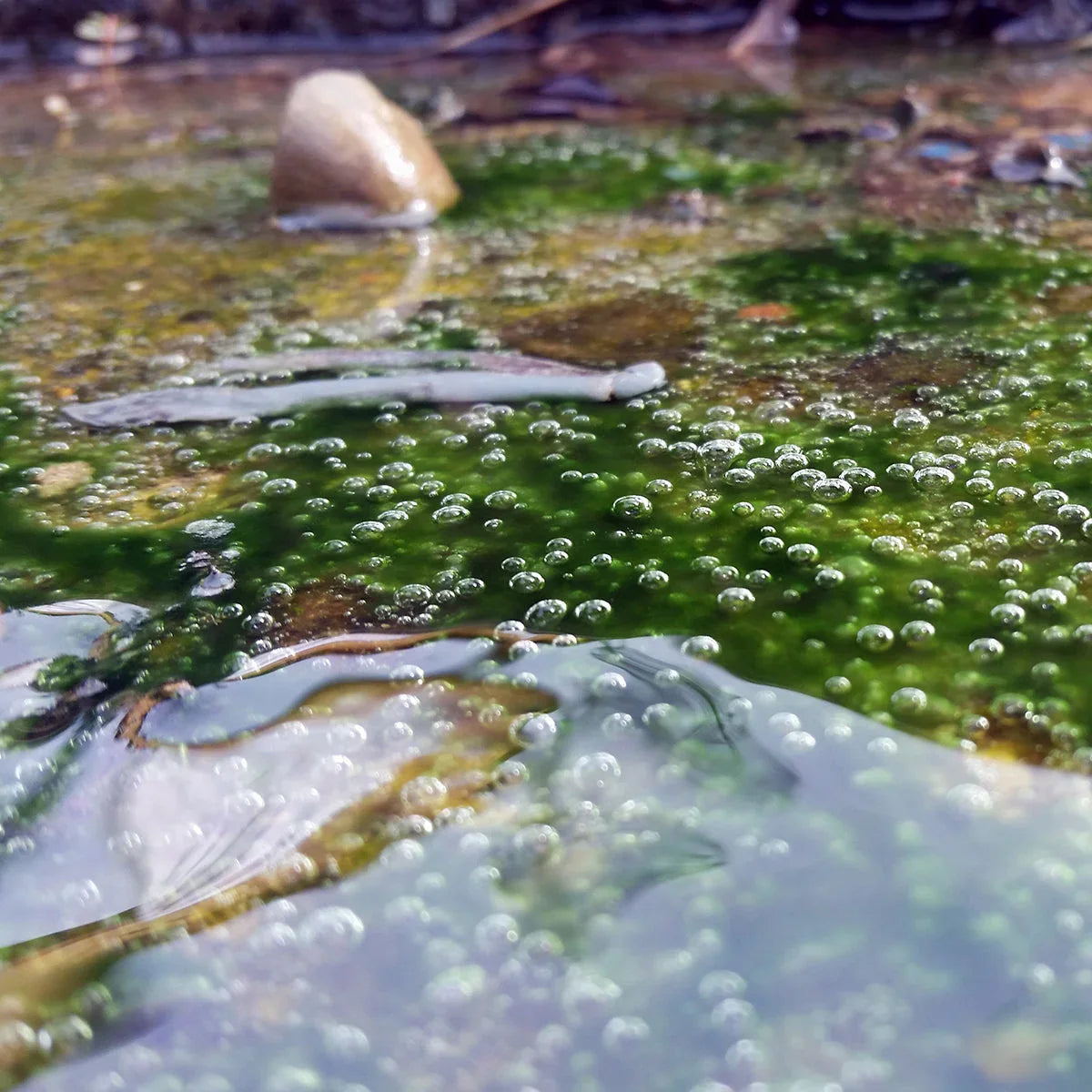 IMUNEX algae complex • with 5 algae • 180 capsules - Mannavita