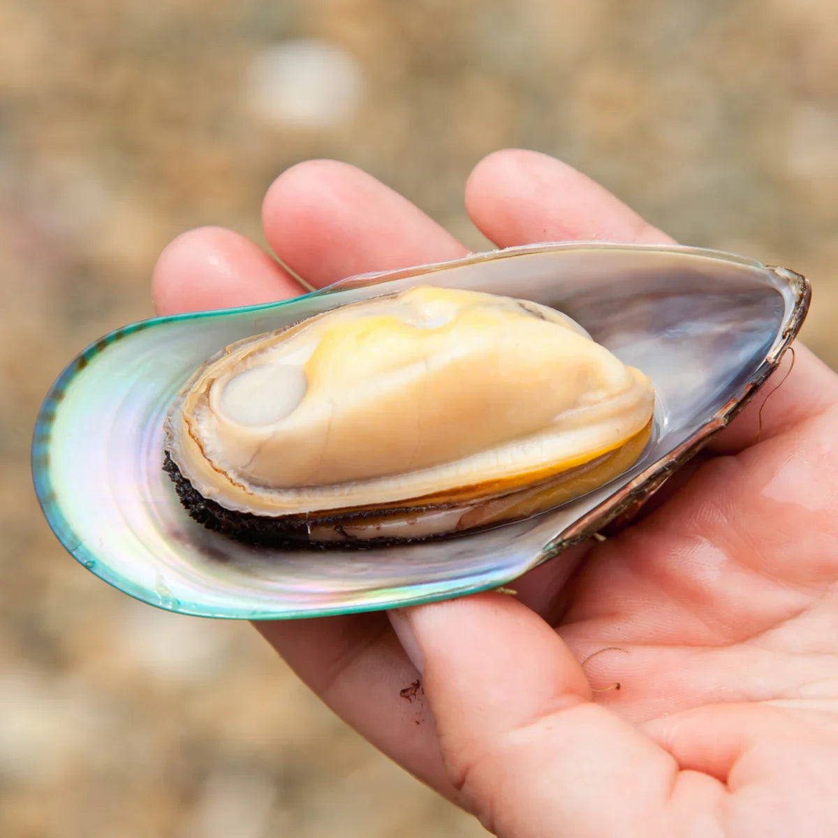 ARTHRO4 • Joint + cartilage complex • with Green-lipped mussel • 120 capsules - Mannavita