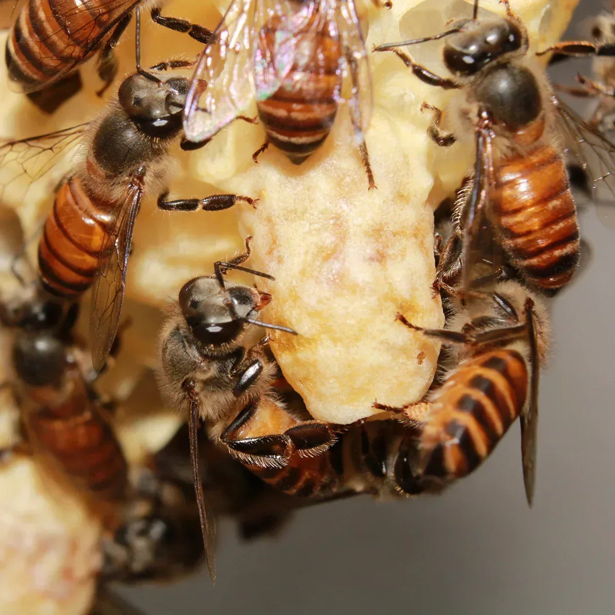 Mannavita Premium Royal jelly • 2.5% 10-HDA • 40g - Mannavita