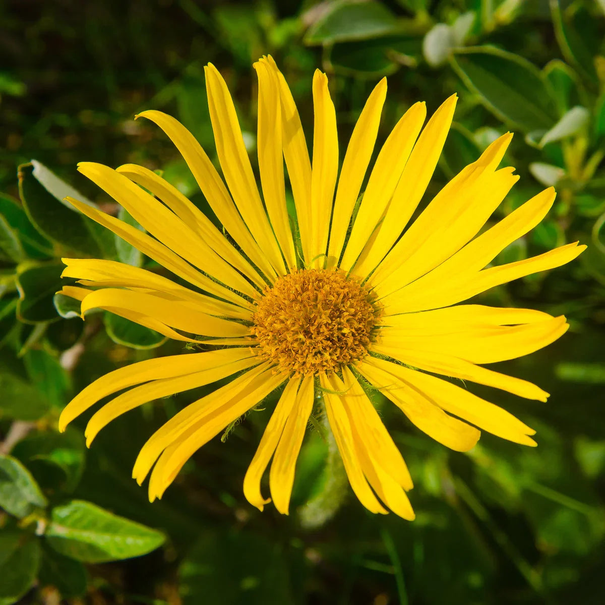 MANNAFLEX Joint & Muscle Pain relief Healing spray • 100 ml - Mannavita