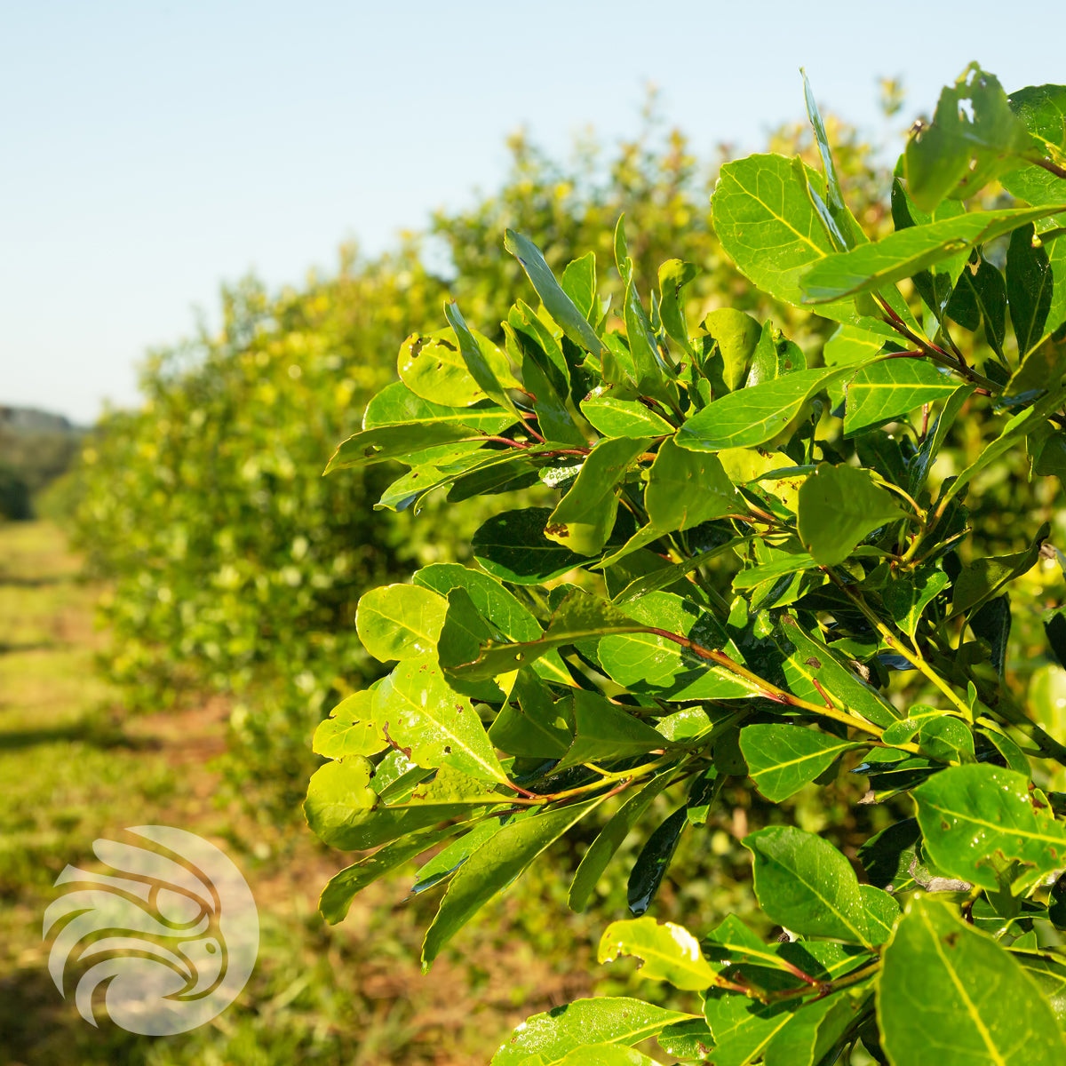 Rosamonte Yerba-Mate-Tee • SPEZIAL • 500 g