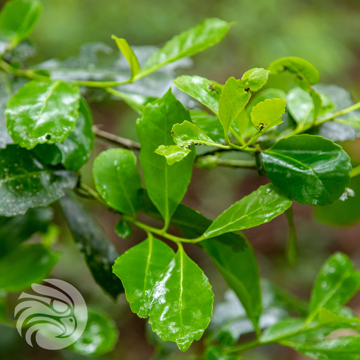 CBSé yerba mate tea • Hierbas Serranas • 500 g
