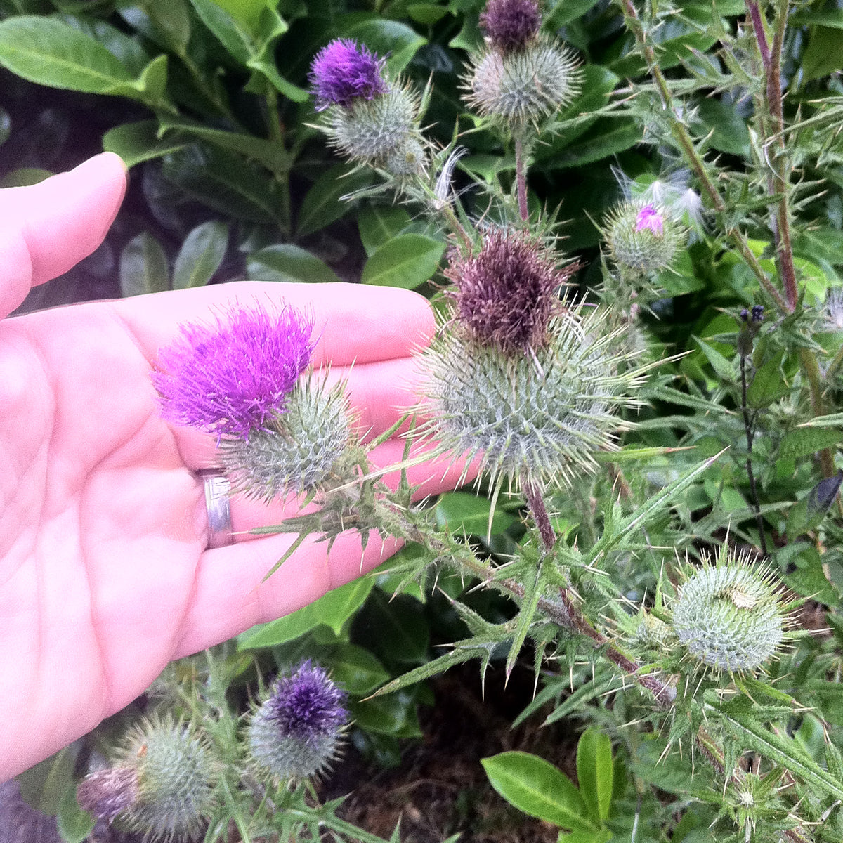 Mannavita Ungarisches kaltgepresstes Mariendistelsamenöl • 250 ml