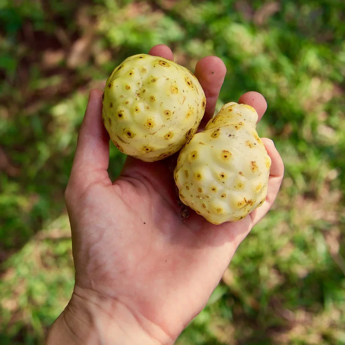 Mannavita Noni 100% pure pressed juice • 500 ml - Mannavita