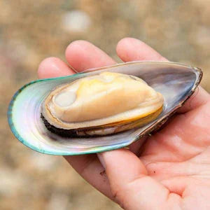 Green Lipped Mussel - Mannavita