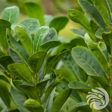 CBSé yerba mate tea • Orange • 500 g