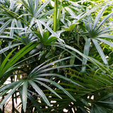 PROSTAX Prostata-Komplex • 60 Kapseln